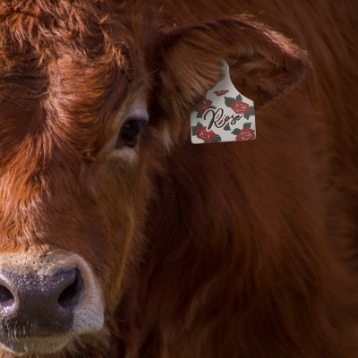 Personalisierte Fancy Cattle Ear Tag Livestock ID Tags anzeigen