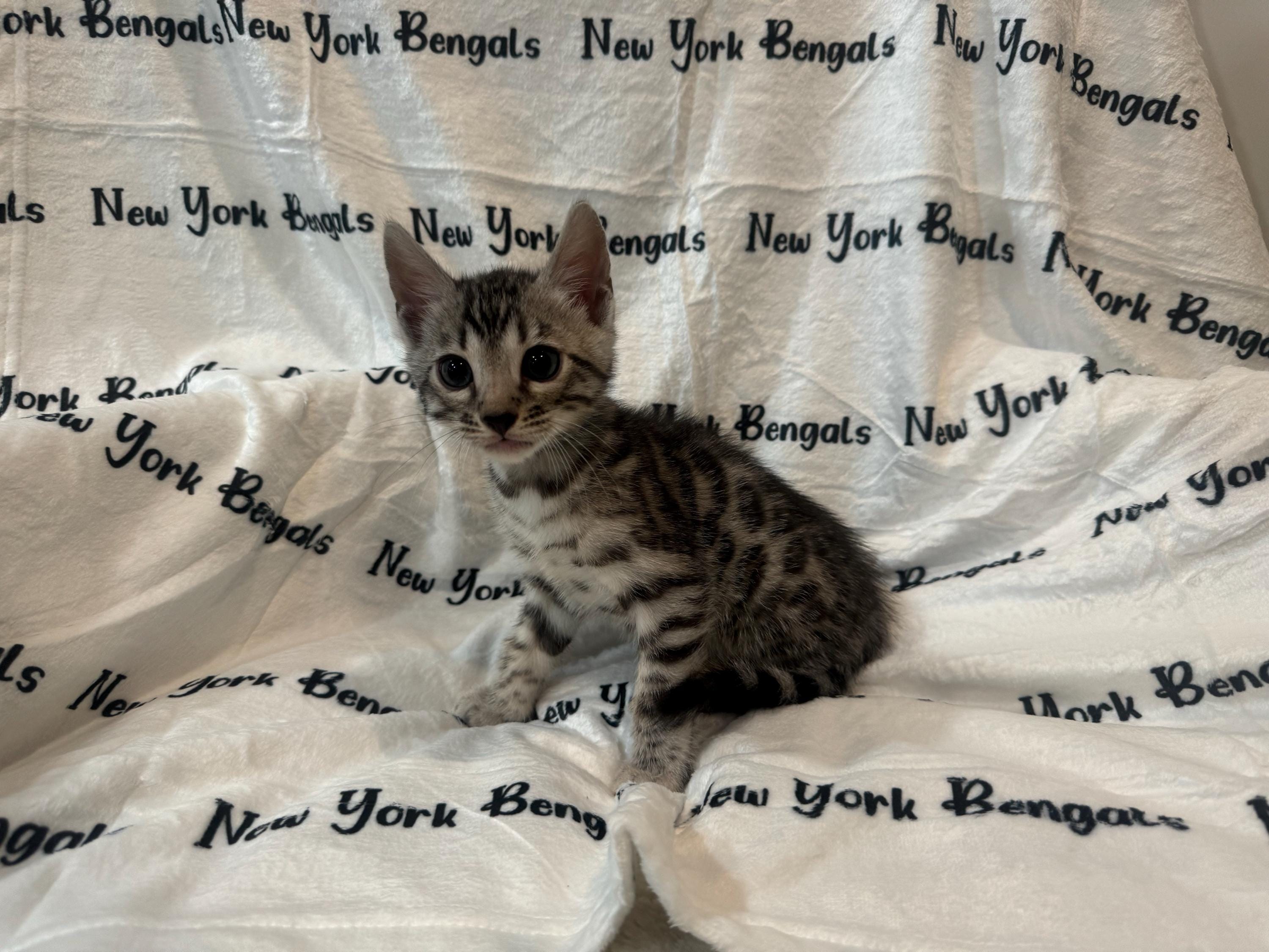 Personalized Baby Blanket, Name Baby Blanket, Custom Blanket for Baby, Newborn Name Swaddle, Minky Fabric Soft Blanket, Newborn Toddler Gift