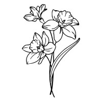 March-Daffodil
