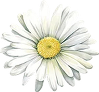 April-Daisy