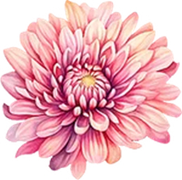 November-Chrysanthemum