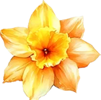 March-Daffodil