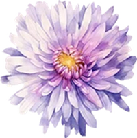 September-Aster