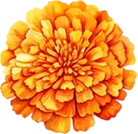 October-Marigold