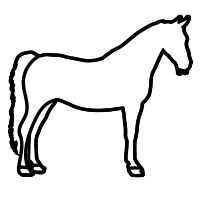 16. Saddlebred