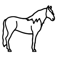 2. Andalusian Horse
