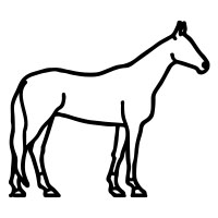 1. Akhal Teke