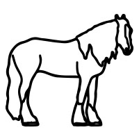 12. Shire Horse