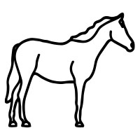 3. Arabian Horse