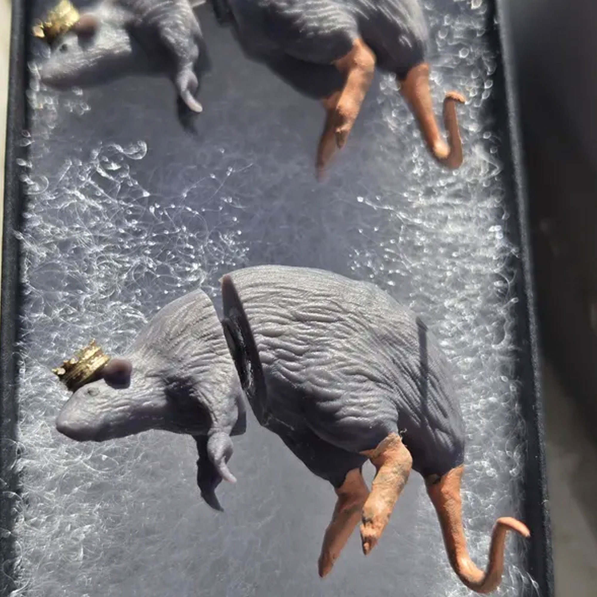 Rat Earrings with Custom Hat, 3D Printed Lightweight Rat Earrings, Eye-catching Accessories, Halloween/Birthday Gift for Animal Lovers/Family/Friends
