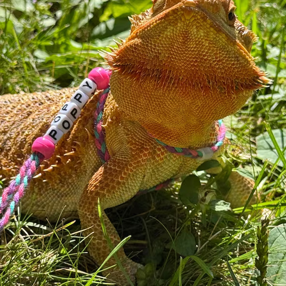 Personalized Bearded Dragon Harness & Leash with Name Beads, Adjustable Exotic Pet Accessories, Birthday/Anniversary Gift for Animal Lovers/Friends