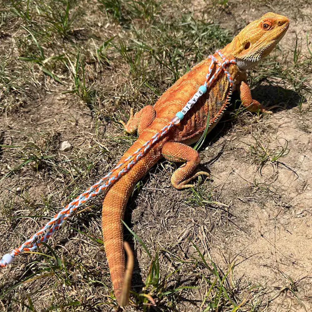 Personalized Bearded Dragon Harness & Leash with Name Beads, Adjustable Exotic Pet Accessories, Birthday/Anniversary Gift for Animal Lovers/Friends