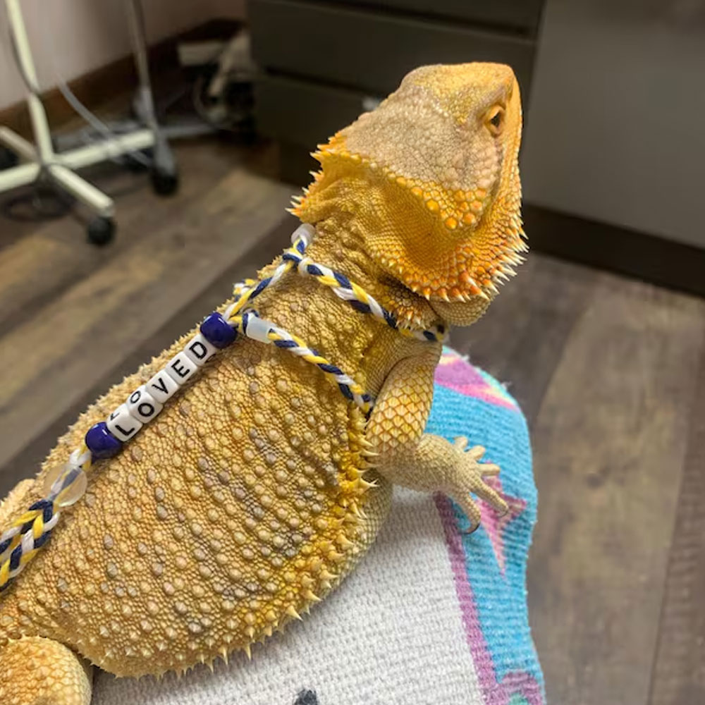 Personalized Bearded Dragon Harness & Leash with Name Beads, Adjustable Exotic Pet Accessories, Birthday/Anniversary Gift for Animal Lovers/Friends