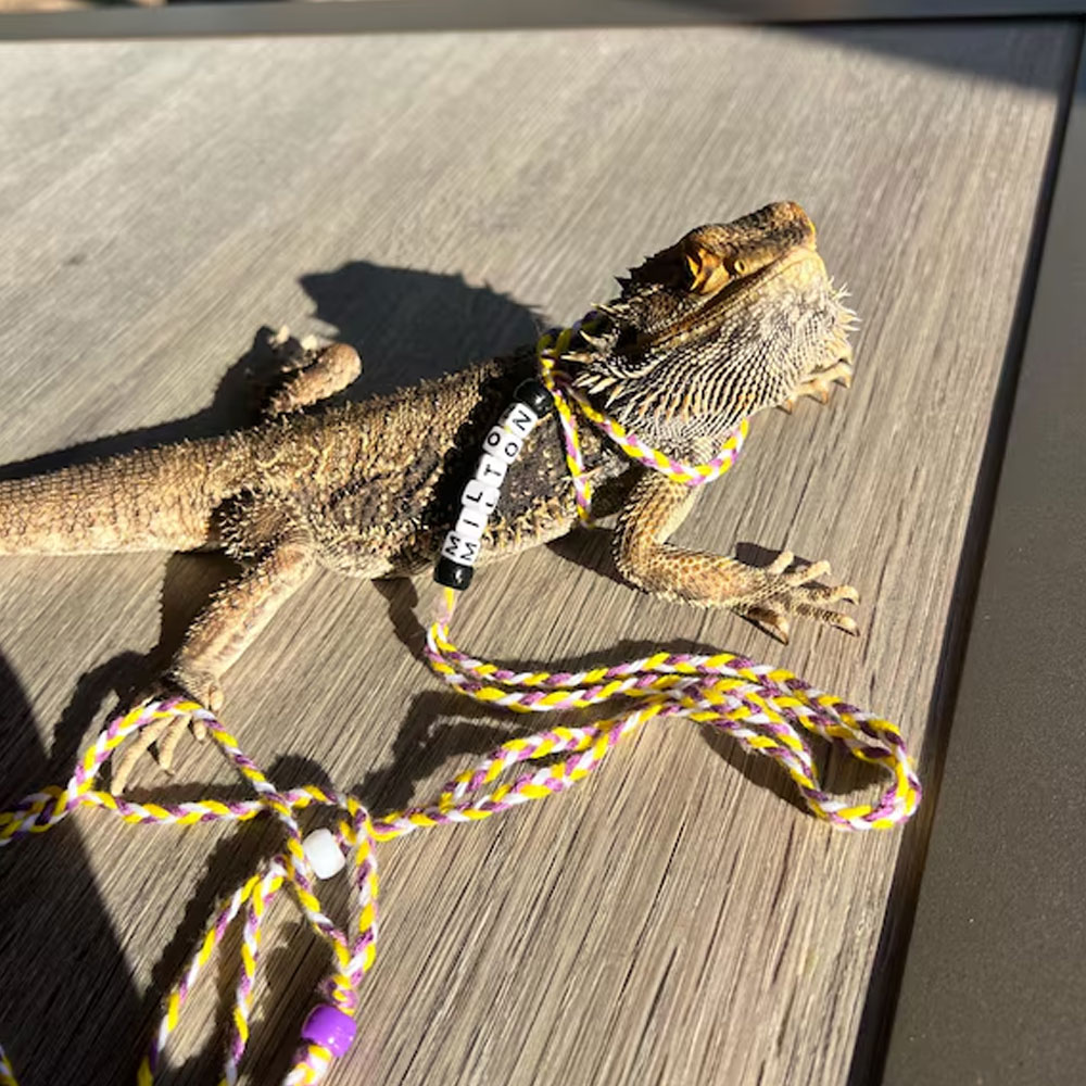 Personalized Bearded Dragon Harness & Leash with Name Beads, Adjustable Exotic Pet Accessories, Birthday/Anniversary Gift for Animal Lovers/Friends