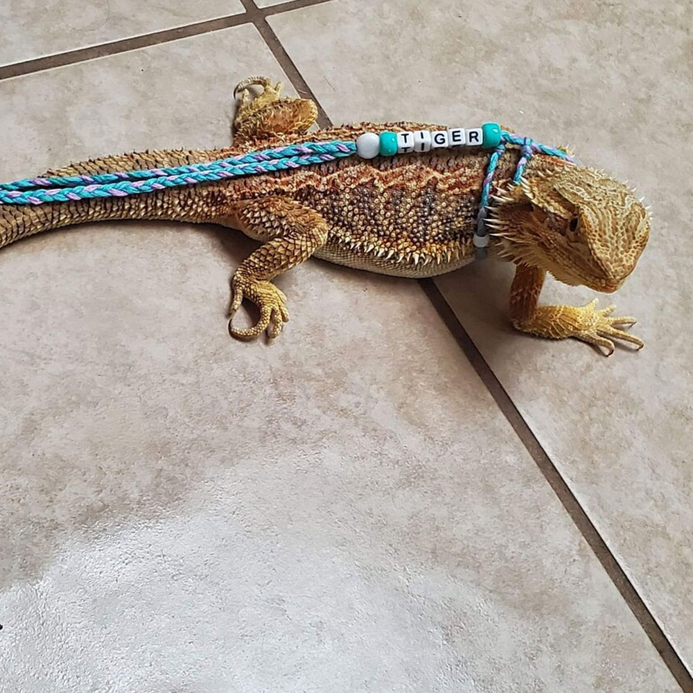 Personalized Bearded Dragon Harness & Leash with Name Beads, Adjustable Exotic Pet Accessories, Birthday/Anniversary Gift for Animal Lovers/Friends