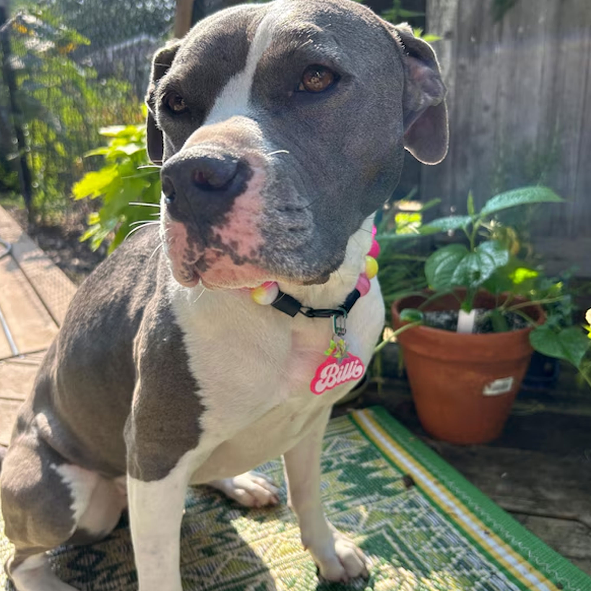 Personalized Glitter Pet Tag with Name, Custom Colorful Retro Groovy Acrylic Dog Cat ID, Pet Name Charm with Split Ring, Gift for Pet Owners/Lovers