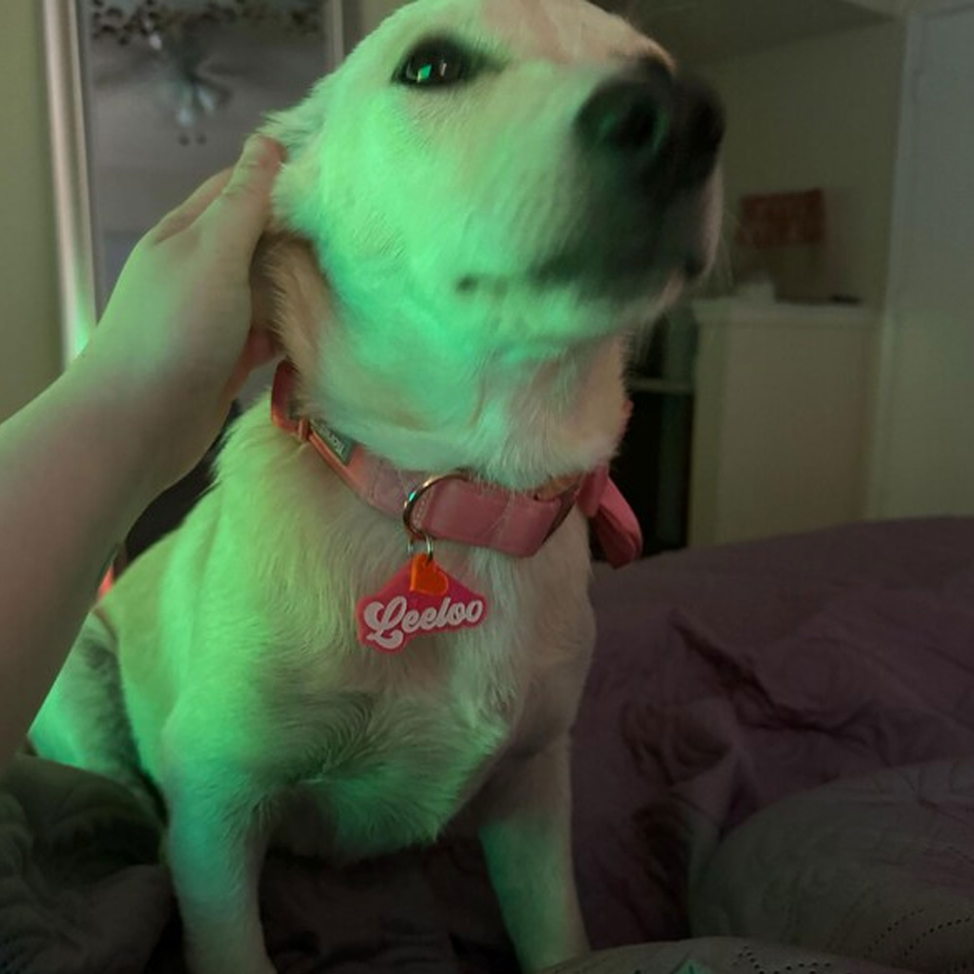 Personalized Glitter Pet Tag with Name, Custom Colorful Retro Groovy Acrylic Dog Cat ID, Pet Name Charm with Split Ring, Gift for Pet Owners/Lovers