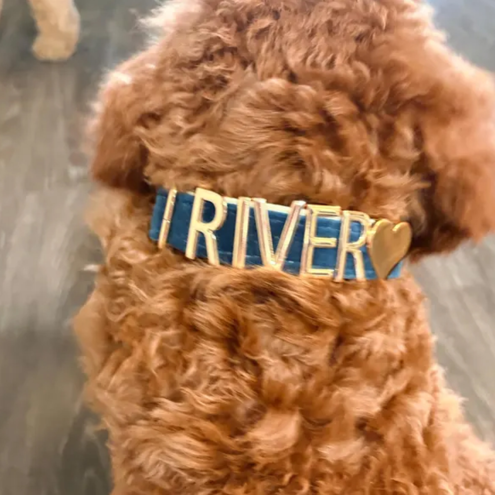 Personalized Velvet Dog Collar with Name, Colorful Adjustable Puppy Gold Metal Letters Collar, Pet Accessory, Birthday Gift for Dog Mom/Pet Owners