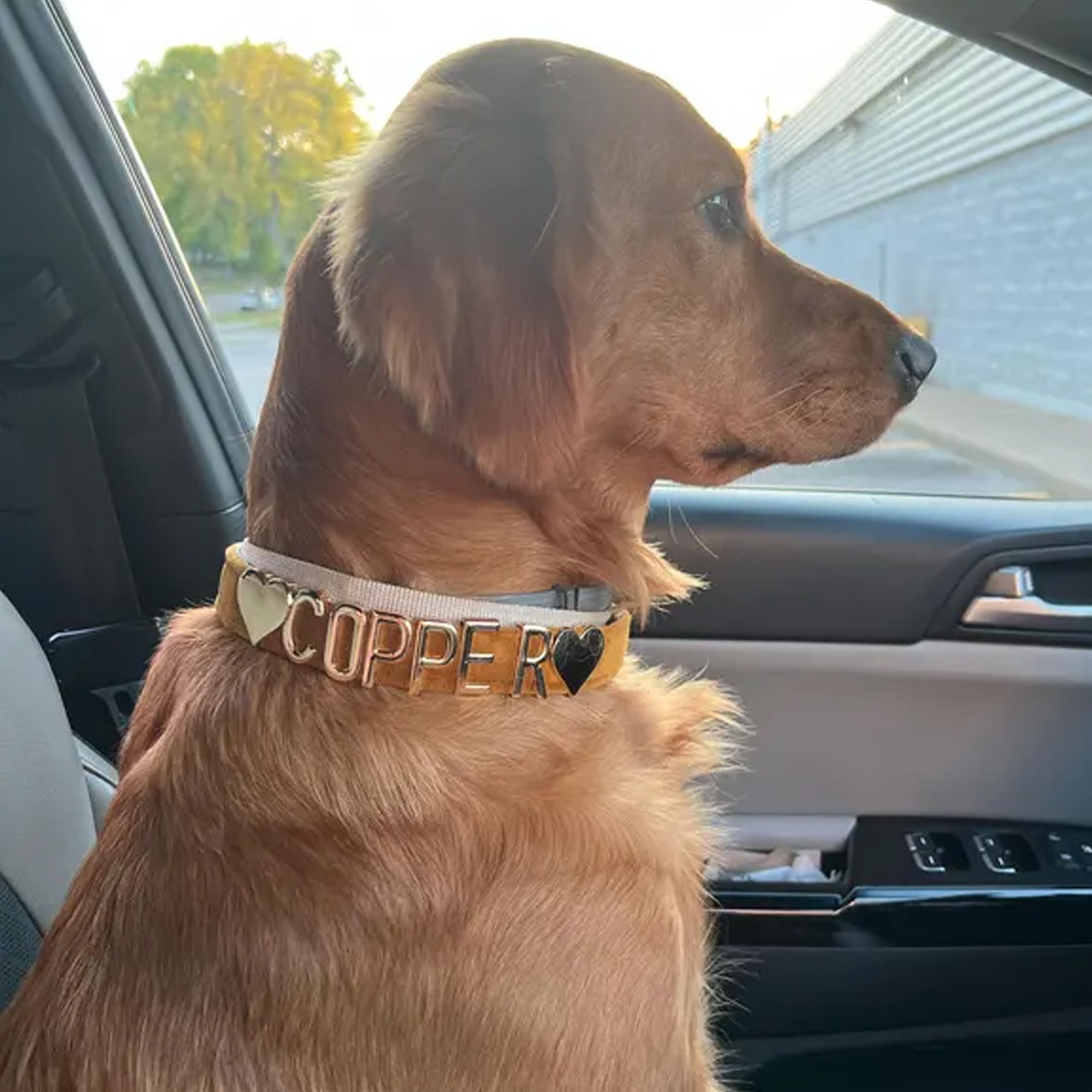 Personalized Velvet Dog Collar with Name, Colorful Adjustable Puppy Gold Metal Letters Collar, Pet Accessory, Birthday Gift for Dog Mom/Pet Owners