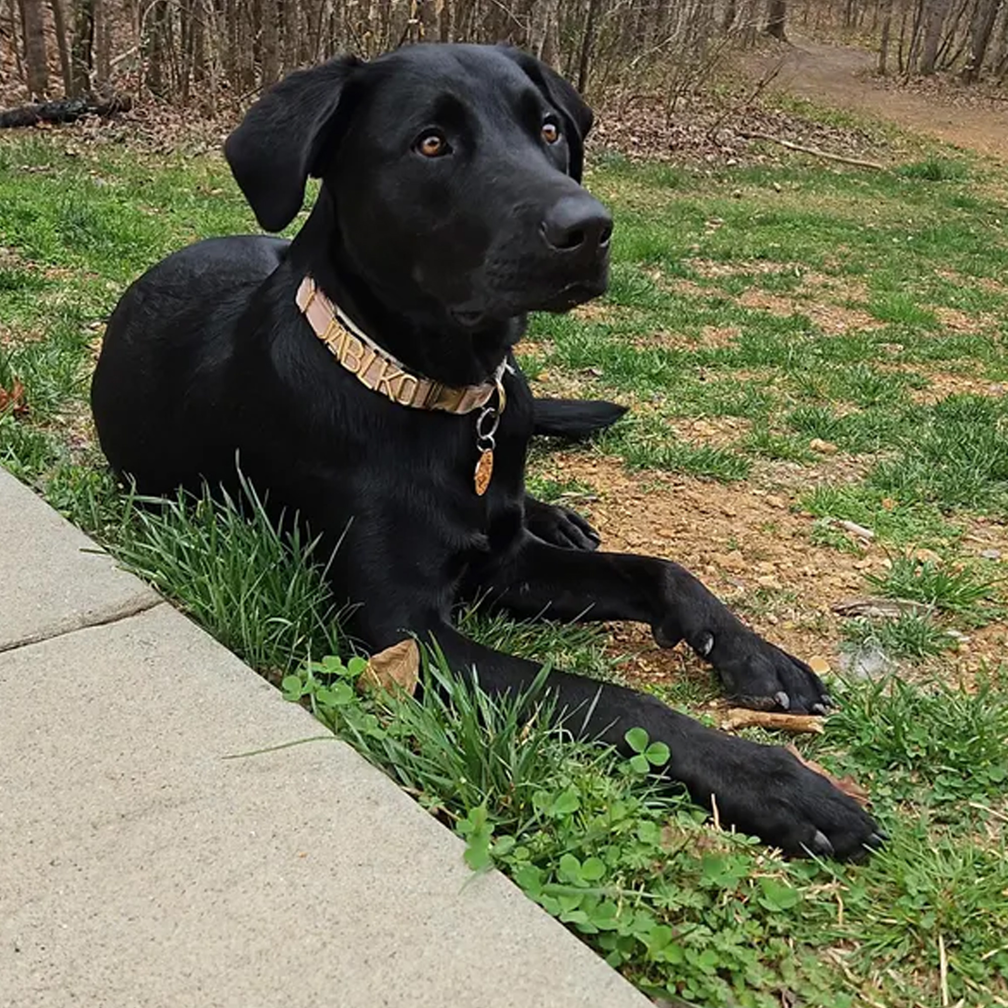 Personalized Velvet Dog Collar with Name, Colorful Adjustable Puppy Gold Metal Letters Collar, Pet Accessory, Birthday Gift for Dog Mom/Pet Owners