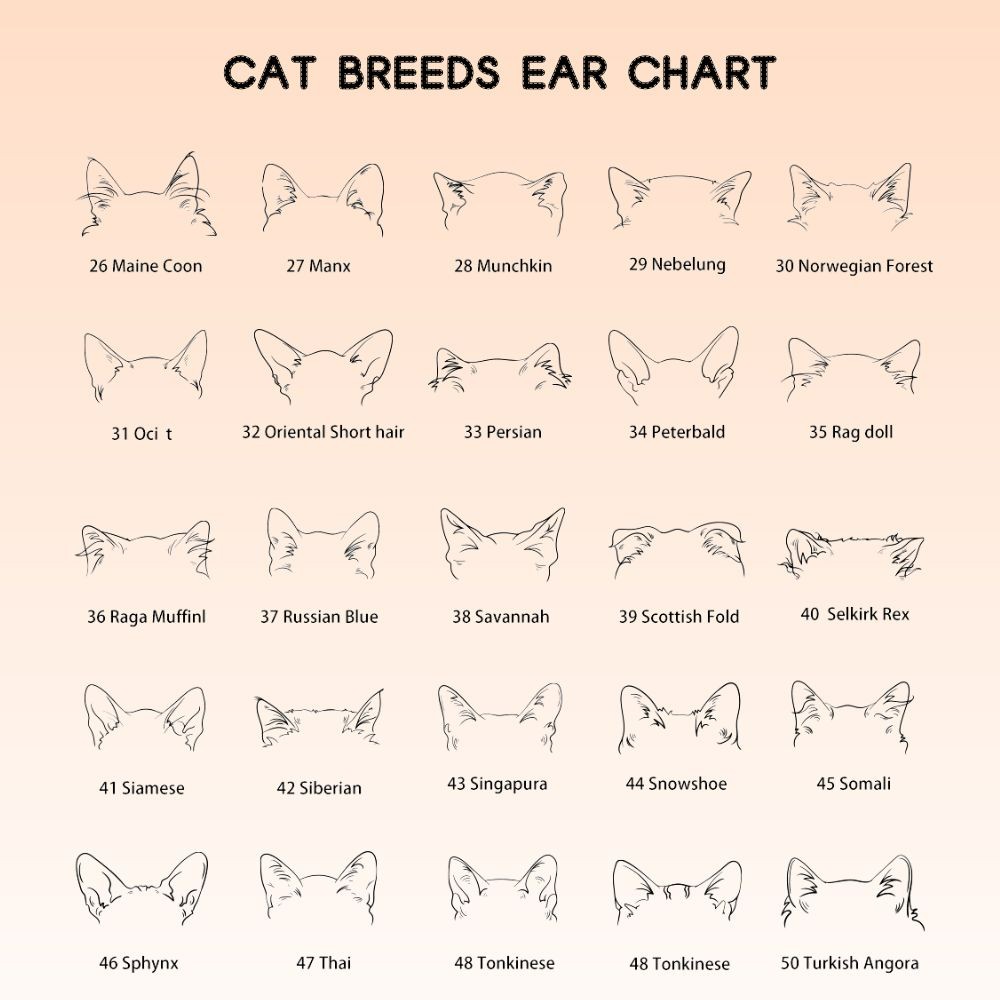 gift for pets lover