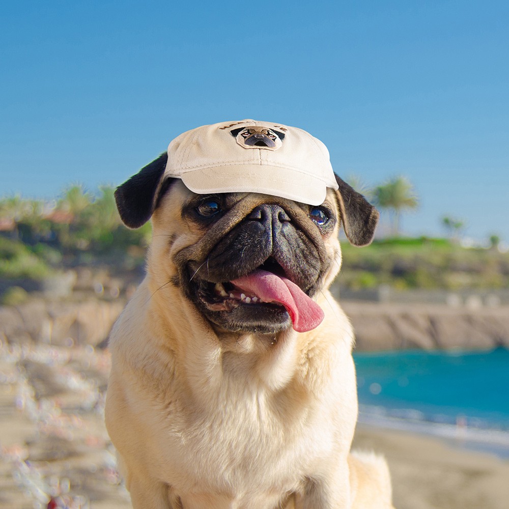 Casquette De Baseball Pour Chien LUMOOM | Protection Solaire UV Avec Trous D'Oreille | Taille M Vert - Idéale Petits Chiens Et Chats