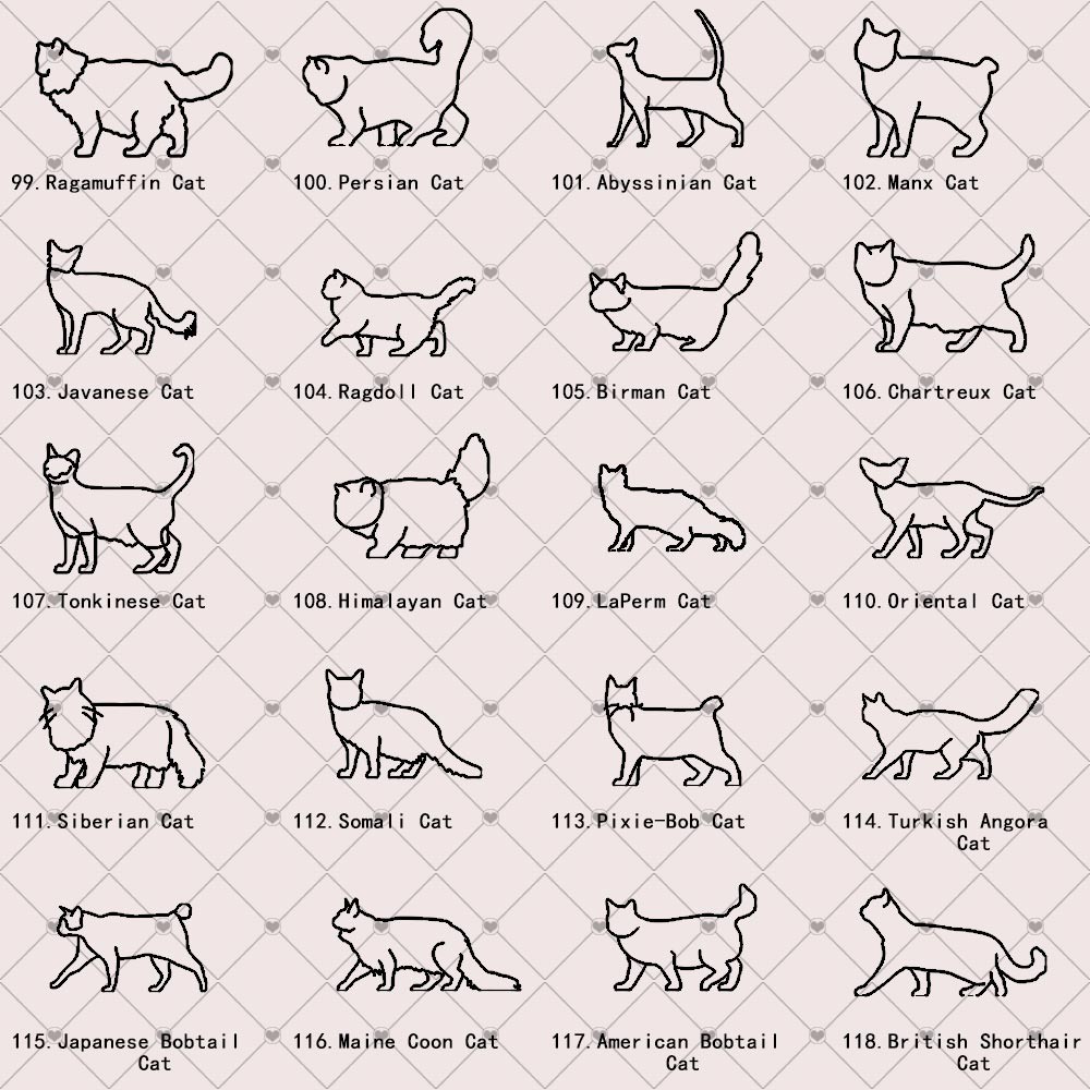 cat breed