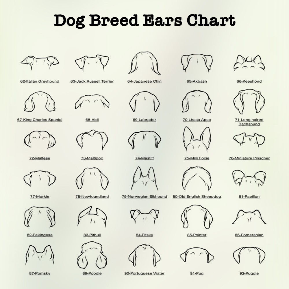 pet feeding mat