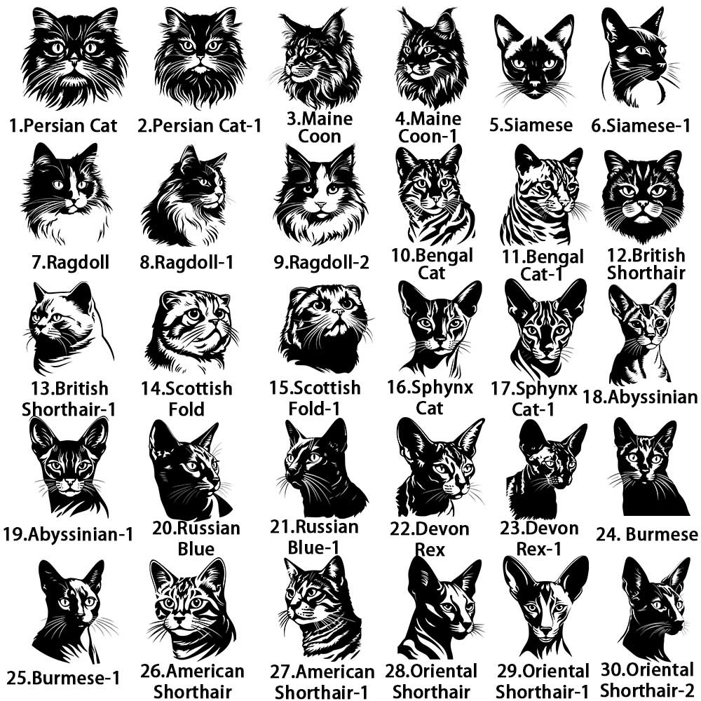 Katze