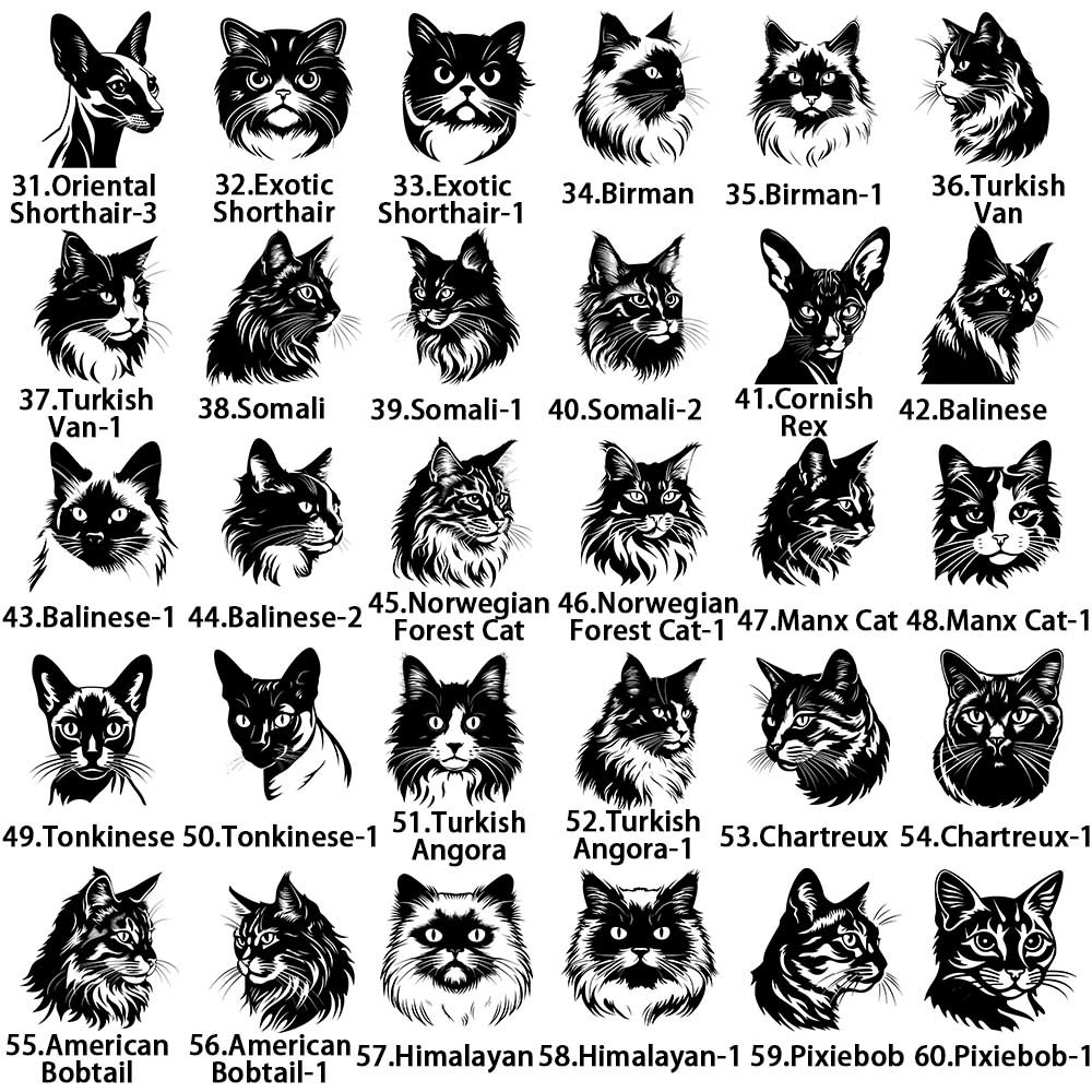 Katze 1