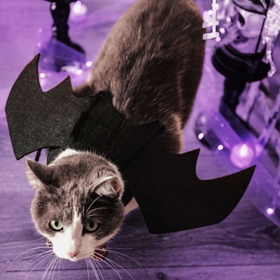 Costume d'aile de chauve-souris personnalisé avec sangles réglables, accessoire de photo d'Halloween pour animal de compagnie, costume d'Halloween de chat, cadeau pour chats/chatons/chiens