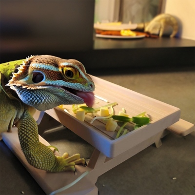 Personalisierter Picknick-Tisch-Futterteller mit Namen für Bartagamen, 3D-gedruckter mehrfarbiger Futterteller für Reptilien-Terrarium-Dekor, Geschenke für Reptilienliebhaber