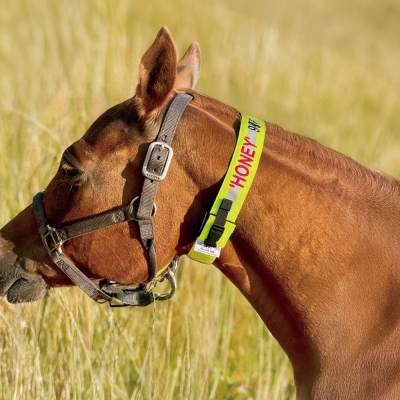 Personalized Embroidered High Visibility Horse Collar, Identification Horse Tag Belt, Horse Accessories, Birthday/Christmas Gift for Horse Lovers