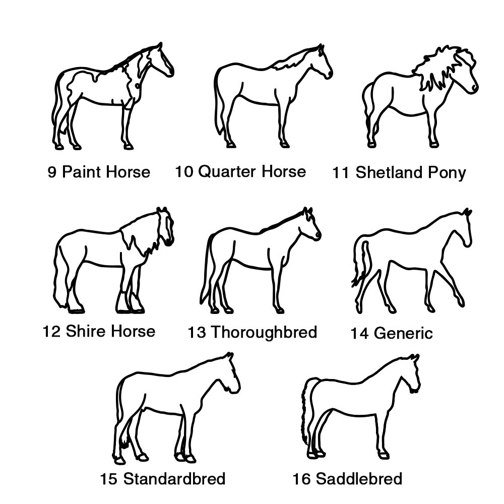Horse Band for Horse lover