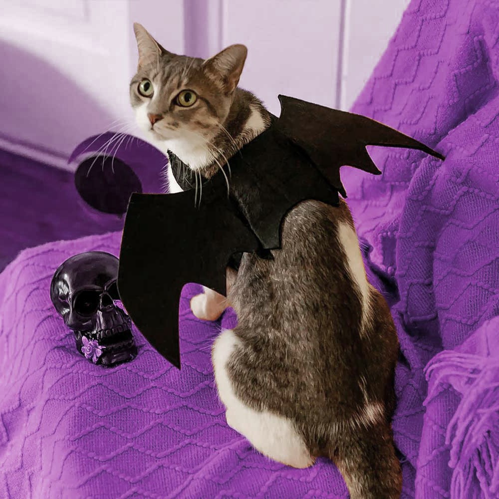 Bat Wing Costume for Cat