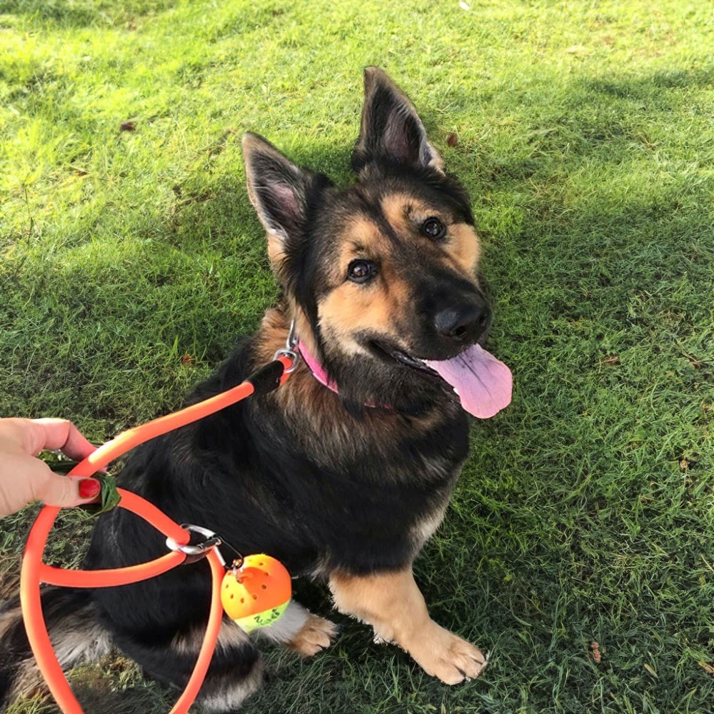 Ball Holder Dog