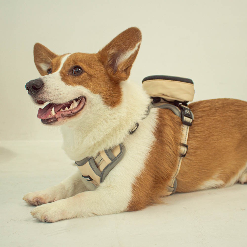 Custom Pet Backpack and Harness Sets