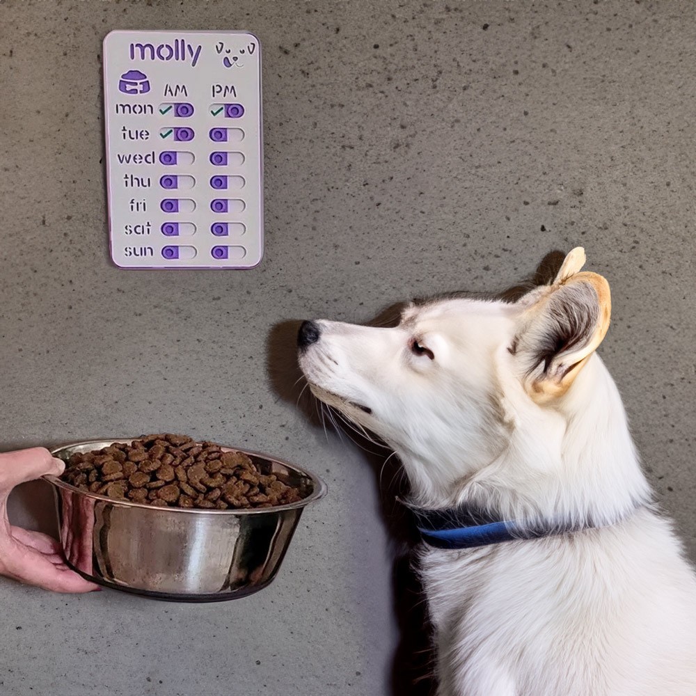 dog feeding reminder