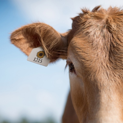 Étiquette d'oreille personnalisée pour bovins de fantaisie