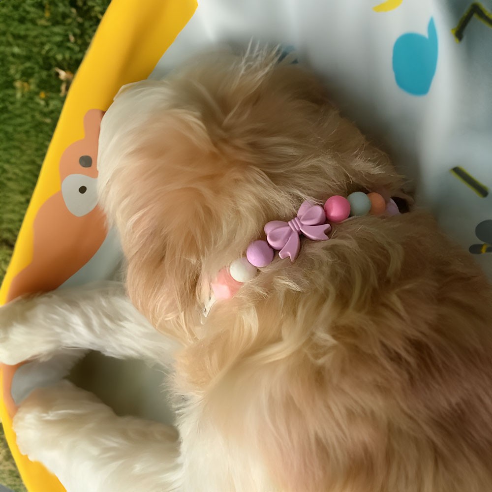 puppies collars