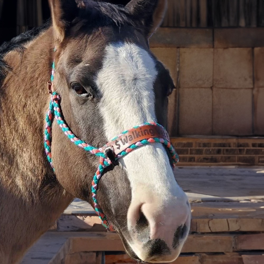 Custom Horse Halter Noseband