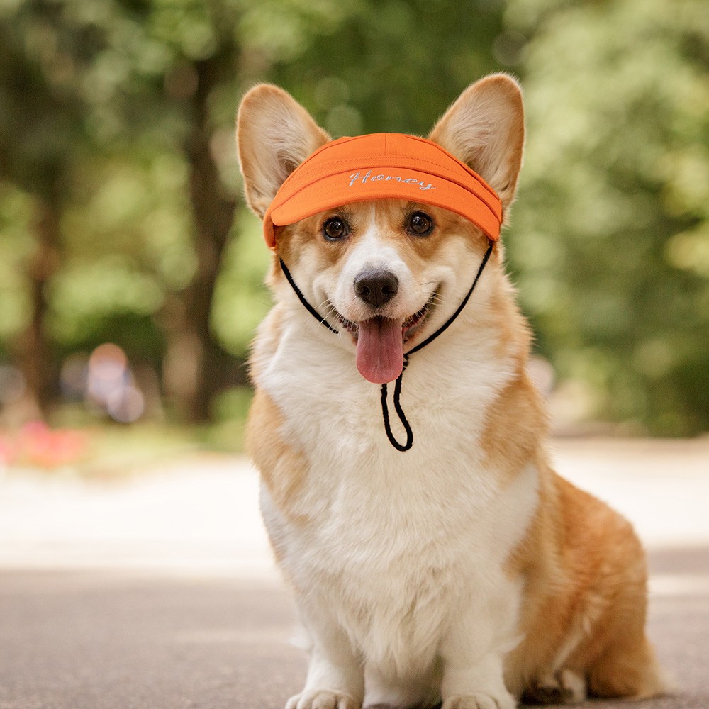 Ensemble chapeau propriétaire et chien