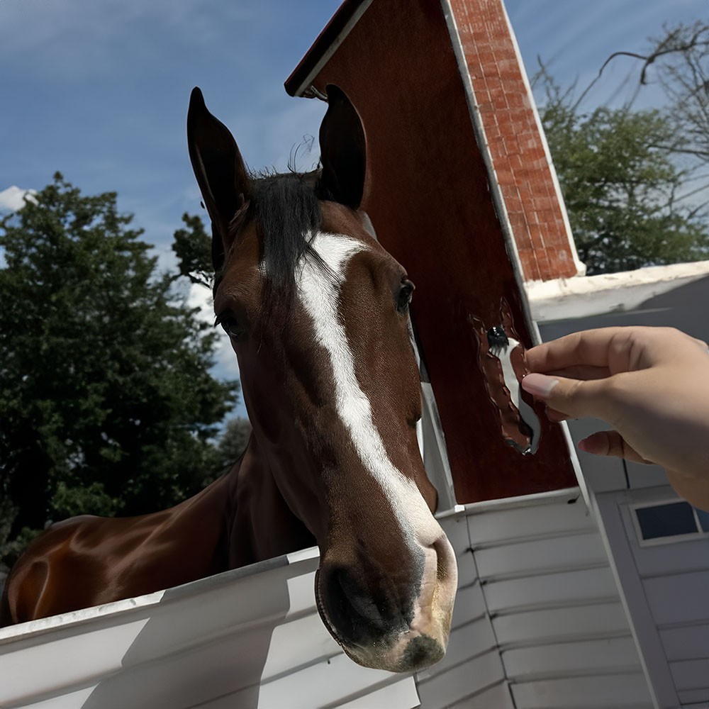 paard rouw