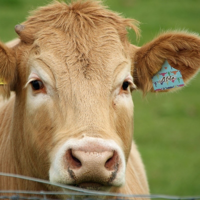 Étiquette d'oreille personnalisée pour bovins de fantaisie