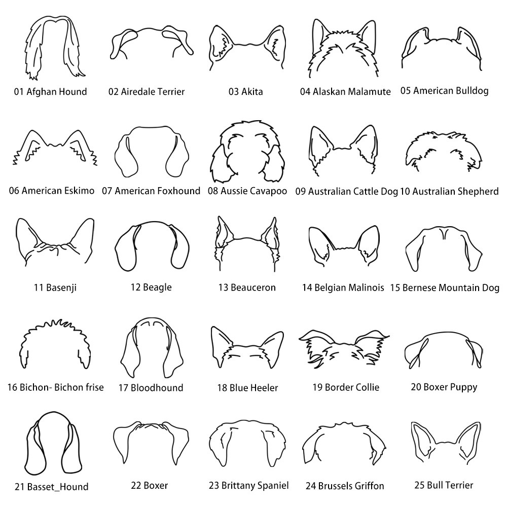 orecchie di cane