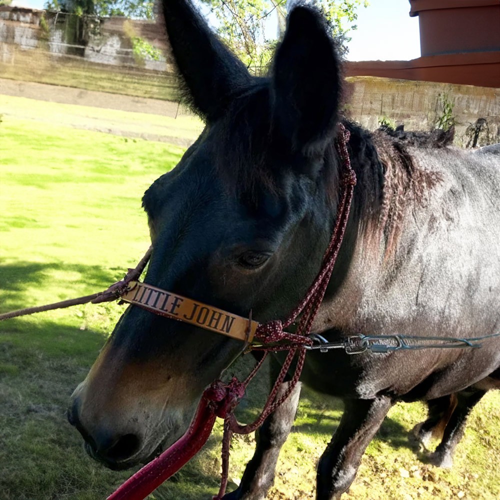 Custom Leather Halter Noseband