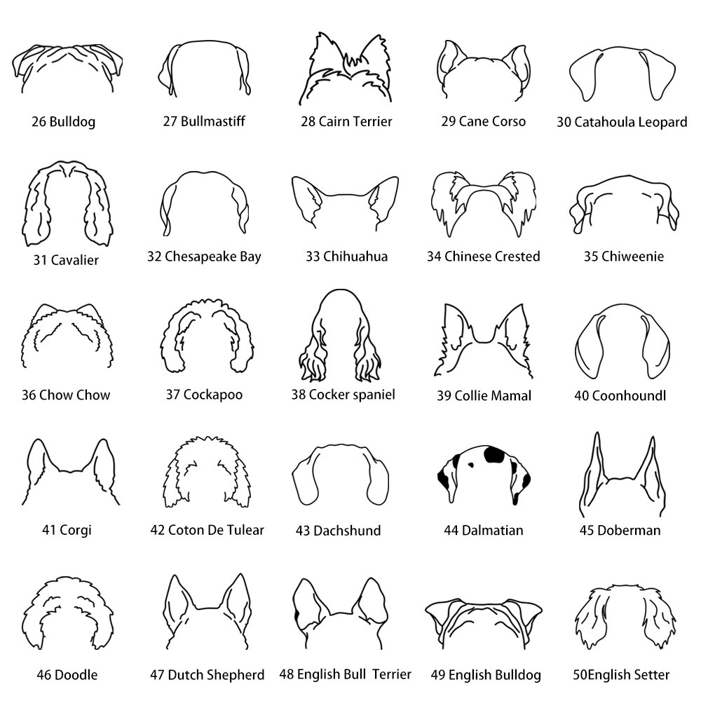 orecchie di gatto