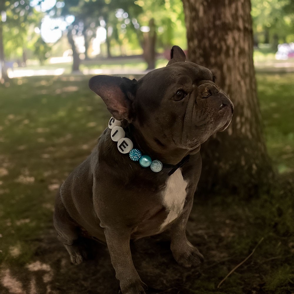 Collier Pour Chien Personnalisé Avec Son Nom - En Perles Colorées, Avec Bracelet Offert - Cadeau Idéal