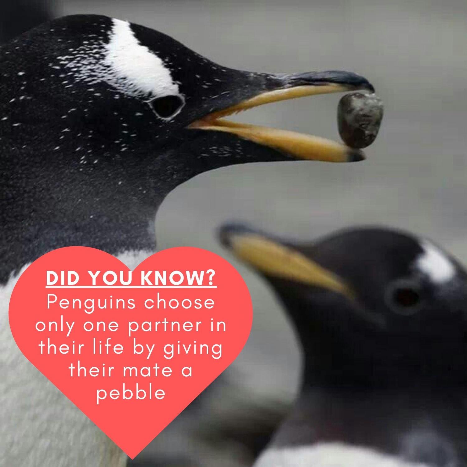 Personalised penguin pebble Romantic gift for girlfriend, boyfriend, I love you card, Small funny anniversary gifts for husband wife him her