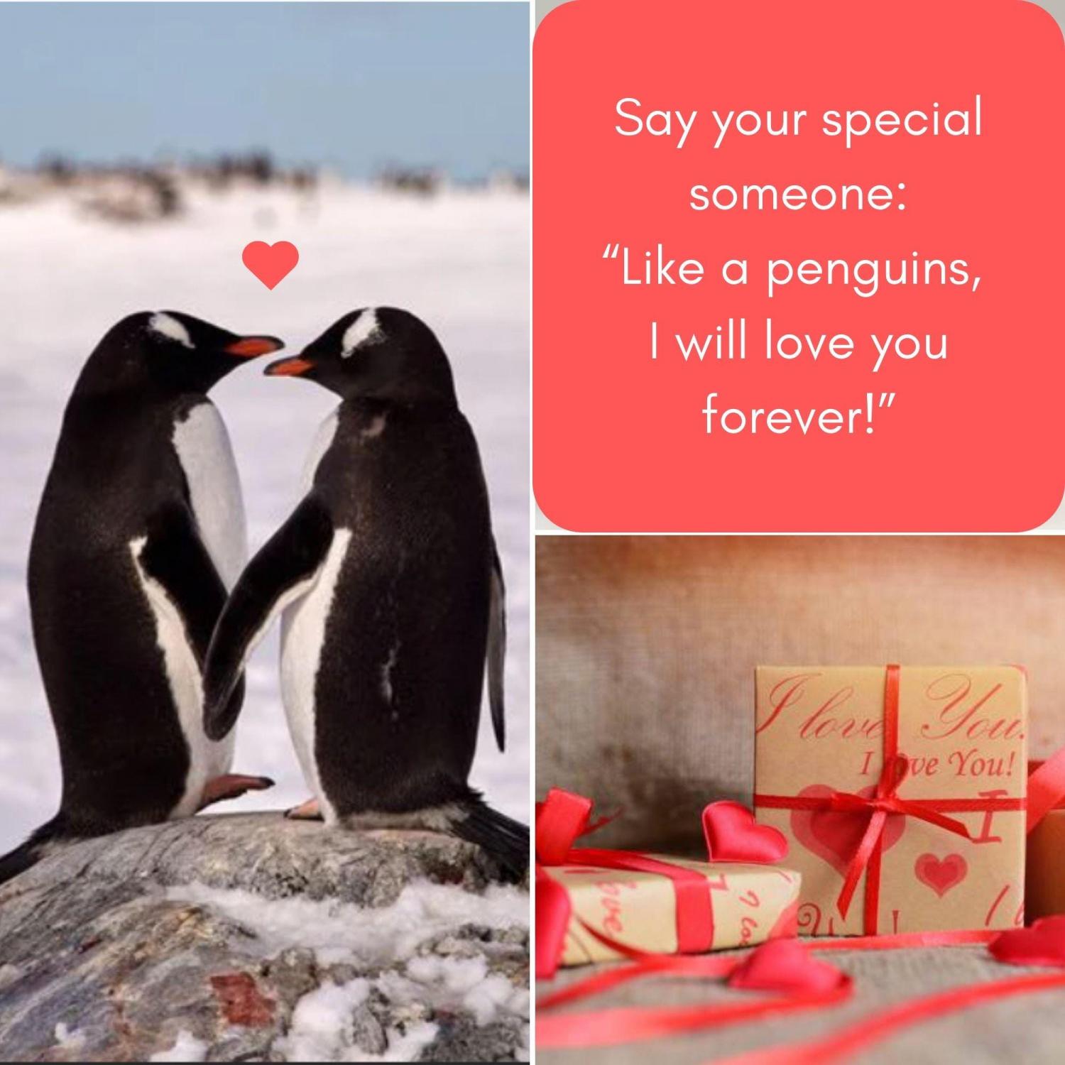 Personalised penguin pebble Romantic gift for girlfriend, boyfriend, I love you card, Small funny anniversary gifts for husband wife him her